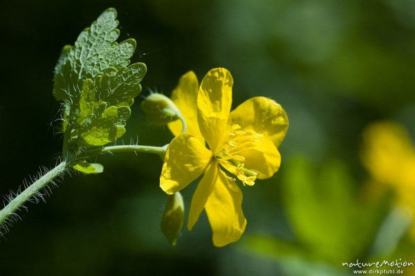 Schöllkraut, Chelidonium majus, Papaveraceae, Blüte, Bärenpark Worbis, Deutschland