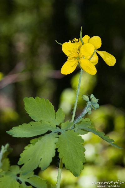 Schöllkraut, Chelidonium majus, Papaveraceae, Bärenpark Worbis, Deutschland