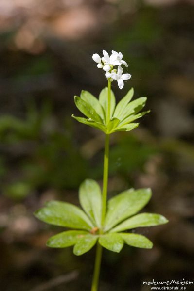 Waldmeister, Galium odoratum, Rubiaceae, Bärenpark Worbis, Deutschland