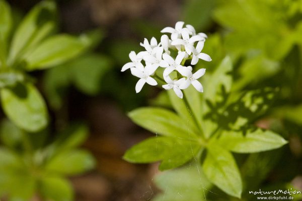 Waldmeister, Galium odoratum, Rubiaceae, Blütenstand, Bärenpark Worbis, Deutschland