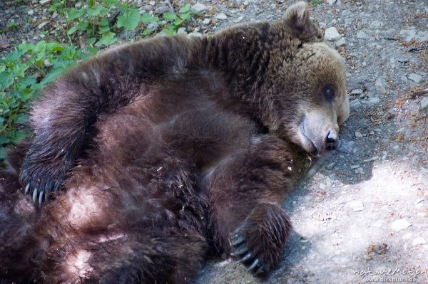 Europäischer Braunbär, Ursus arctos arctos, Ursidae, Tier räkelt sich in der Sonne, Bärenpark Worbis, Deutschland