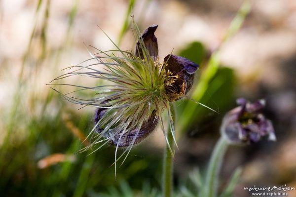 Gewöhnliche Kuhschelle, Pulsatilla vulgaris, Ranunculaceae, Pflanze mit Fruchtständen, Bärenpark Worbis, Deutschland