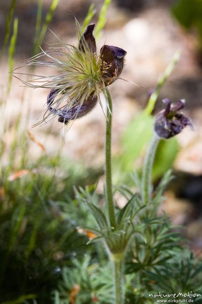 Gewöhnliche Kuhschelle, Pulsatilla vulgaris, Ranunculaceae, Pflanze mit Fruchtständen, Bärenpark Worbis, Deutschland