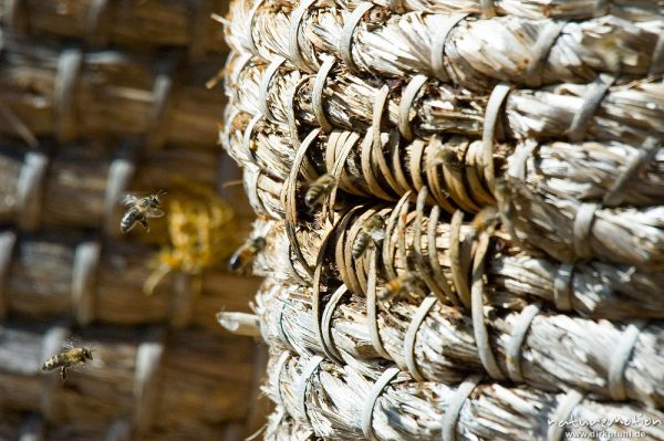 Honigbiene, Apis melifera, Apidae, Flugloch eines klassischen Bienenkorbes mit anfliegenden Tieren, Bärenpark Worbis, Deutschland