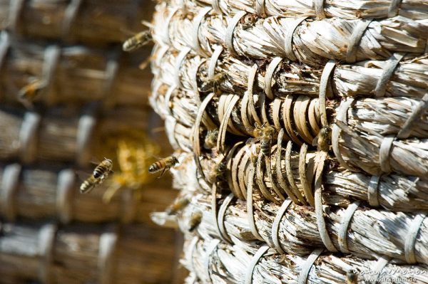 Honigbiene, Apis melifera, Apidae, Flugloch eines klassischen Bienenkorbes mit anfliegenden Tieren, Bärenpark Worbis, Deutschland