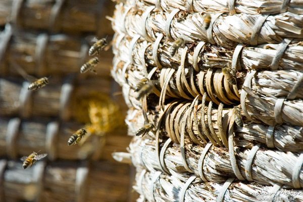 Honigbiene, Apis melifera, Apidae, Flugloch eines klassischen Bienenkorbes mit anfliegenden Tieren, Bärenpark Worbis, Deutschland