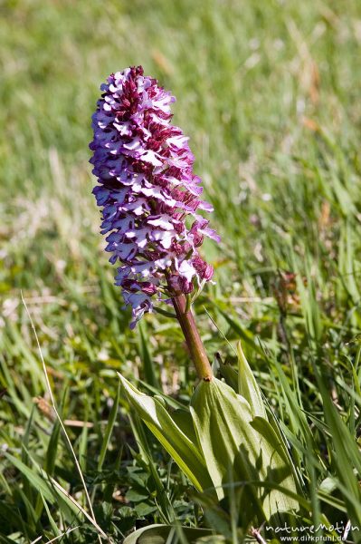 Purpur-Knabenkraut, Orchis purpurea, Orchidaceae, Drakenberg, Göttingen, Deutschland