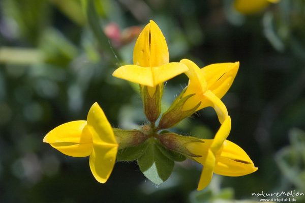 Hufeisenklee, Hippocrepis comosa, Fabaceae, Blütenstand in Aufsicht, Göttingen, Deutschland