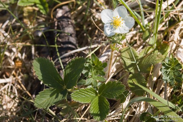 Wald-Erdbeere, Fragaria vesca, Rosaceae, Drakenberg, Göttingen, Deutschland