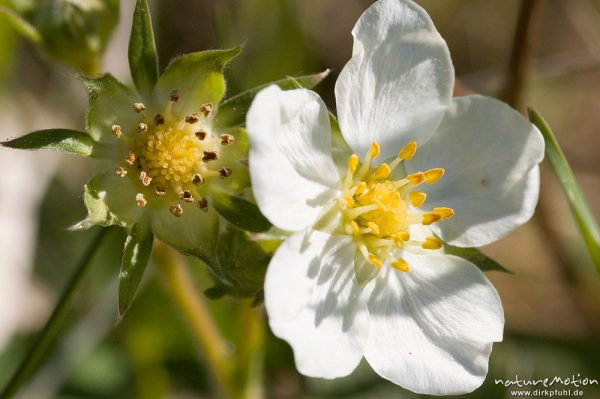 Wald-Erdbeere, Fragaria vesca, Rosaceae, Blüte, Drakenberg, Göttingen, Deutschland