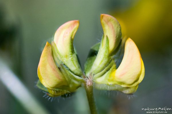 Hufeisenklee, Hippocrepis comosa, Fabaceae, Blütenstand in Seitenansicht, Blüten noch geschlossen, Göttingen, Deutschland