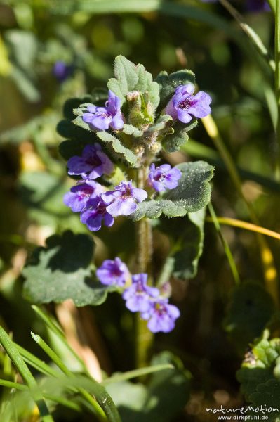 Gundermann, Glechoma hederacea, Lamiaceae, Drakenberg, Göttingen, Deutschland