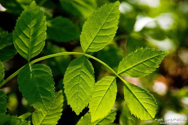 frisch ausgetriebenes Laub im Gegenlicht, wahrscheinlich Rosaceae, Drakenberg, Göttingen, Deutschland