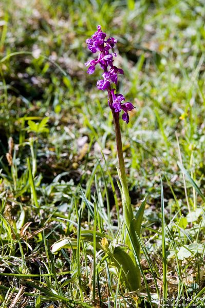 Stattliches Knabenkraut, Orchis mascula, Orchidaceae, Drakenberg, Göttingen, Deutschland