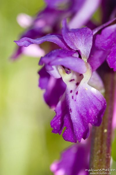 Stattliches Knabenkraut, Orchis mascula, Orchidaceae, Blüte mit Pollinien, Drakenberg, Göttingen, Deutschland