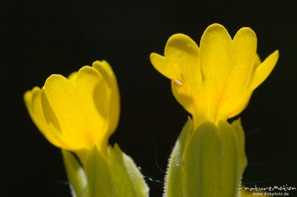 Echte Schlüsselblume, Wiesen-Schlüsselblume, Primula veris, Primulaceae, zwei Blüten im Gegenlicht, Drakenberg, Göttingen, Deutschland