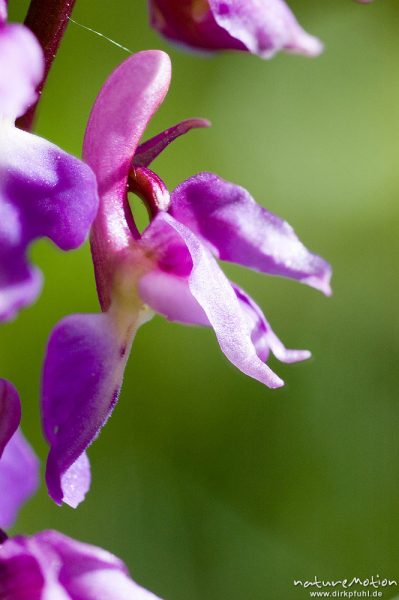 Stattliches Knabenkraut, Orchis mascula, Orchidaceae, Blüte mit Pollinien, Drakenberg, Kombination von zwei Bildern mit unterschiedlicher Schärfeebene, Göttingen, Deutschland