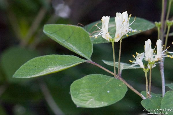 Rote Heckenkirsche, Lonicera xylosteum, Caprifoliaceae, Blütenstände und Blätter, Drakenberg, Göttingen, Deutschland