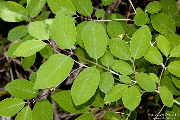 Rote Heckenkirsche, Lonicera xylosteum, Caprifoliaceae, Laub, Drakenberg, Göttingen, Deutschland