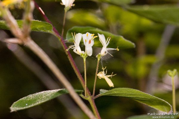 Rote Heckenkirsche, Lonicera xylosteum, Caprifoliaceae, Blütenstände und Blätter, Drakenberg, Göttingen, Deutschland