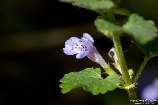 Gundermann, Glechoma hederacea, Lamiaceae, Blüte in Blattachsel, Drakenberg, Göttingen, Deutschland