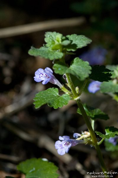 Gundermann, Glechoma hederacea, Lamiaceae, Drakenberg, Göttingen, Deutschland