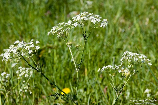 Wiesenkerbel, Anthriscus sylvestris, Apiaceae, Drakenberg, Göttingen, Deutschland