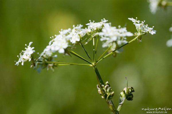 Wiesenkerbel, Anthriscus sylvestris, Apiaceae, Dolde, Blütenstand, Drakenberg, Göttingen, Deutschland