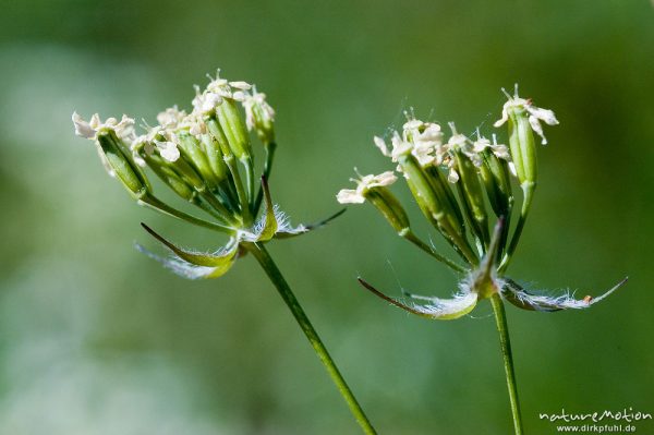 Wiesenkerbel, Anthriscus sylvestris, Apiaceae, Dolde mit beginnender Fruchtbildung, Drakenberg, Göttingen, Deutschland