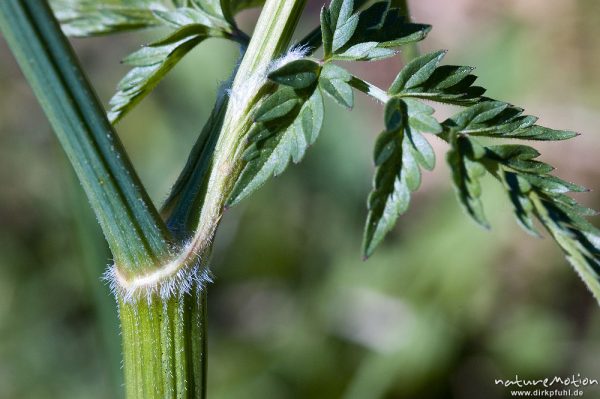 Wiesenkerbel, Anthriscus sylvestris, Apiaceae, gekerbter Stengel und Blattachesel, Drakenberg, Göttingen, Deutschland