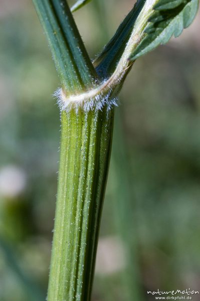 Wiesenkerbel, Anthriscus sylvestris, Apiaceae, gekerbter Stengel und Blattachesel, Drakenberg, Göttingen, Deutschland