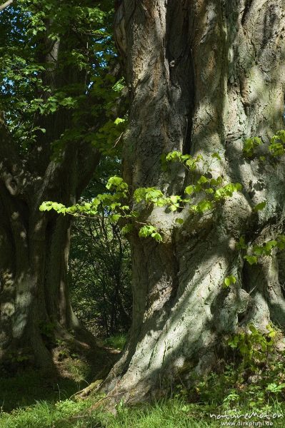 Rot-Buche, Fagus sylvatica, Fagaceae, alter Baum, ehemals freistehend, knotiger Stamm und Wurzelansa, Göttingen, Deutschland