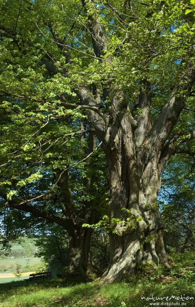 Rot-Buche, Fagus sylvatica, Fagaceae, alter Baum, stark verzweigt, ehemals freistehend, knotiger Stamm und Wurzelansatz, Drakenberg, Göttingen, Deutschland