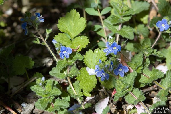 Gamander-Ehrenpreis, Veronica chamaedrys, Scrophulariaceae, Drakenberg, Göttingen, Deutschland