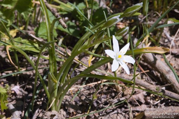 Dolden-Milchstern (Ornithogalum umbellatum, Ornithogalum umbellatum, Liliaceae, Drakenberg, Göttingen, Deutschland