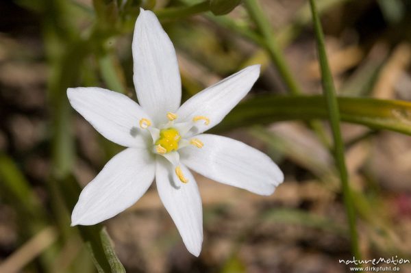 Dolden-Milchstern (Ornithogalum umbellatum, Ornithogalum umbellatum, Liliaceae, Blüte, Drakenberg, Göttingen, Deutschland