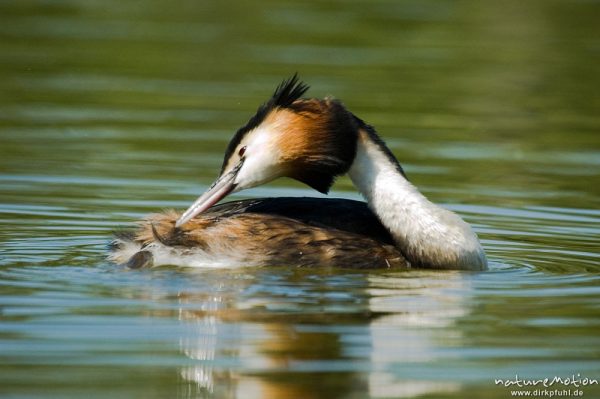 Haubentaucher, Podiceps cristatus, Podicipedidae, Gefiederpflege, ölen des Gefieders, Kiessee, Göttingen, Deutschland