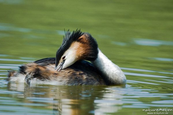 Haubentaucher, Podiceps cristatus, Podicipedidae, Gefiederpflege, ölen des Gefieders, Kiessee, Göttingen, Deutschland