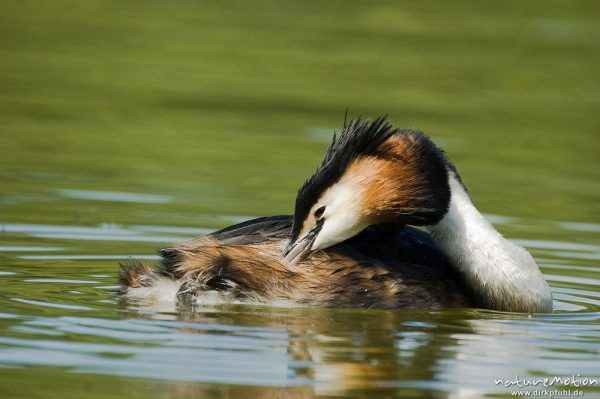 Haubentaucher, Podiceps cristatus, Podicipedidae, Gefiederpflege, ölen des Gefieders, Kiessee, Göttingen, Deutschland