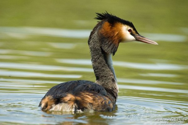 Haubentaucher, Podiceps cristatus, Podicipedidae, Kiessee, Göttingen, Deutschland