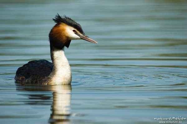 Haubentaucher, Podiceps cristatus, Podicipedidae, Kiessee, Göttingen, Deutschland