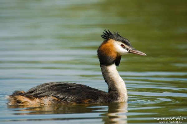 Haubentaucher, Podiceps cristatus, Podicipedidae, Kiessee, Göttingen, Deutschland