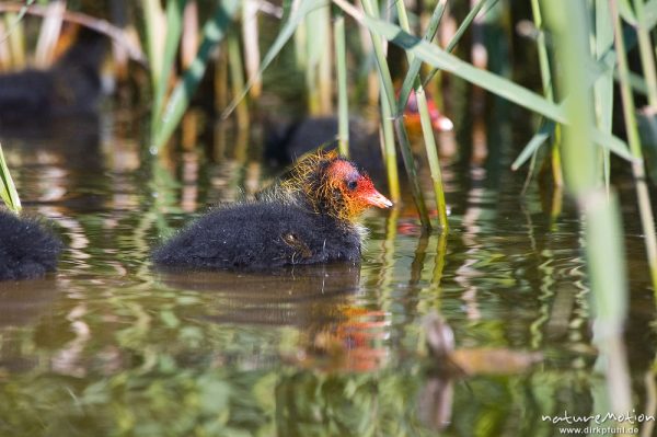 Bläßhuhn, Bläßralle, Fulica atra, Rallidae, Küken mit rot gefärbtem Kopf, Kiessee, Göttingen, Deutschland