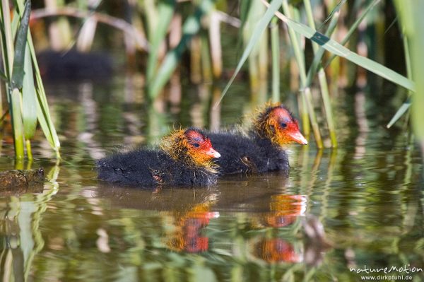 Bläßhuhn, Bläßralle, Fulica atra, Rallidae, Küken mit rot gefärbtem Kopf, Kiessee, Göttingen, Deutschland