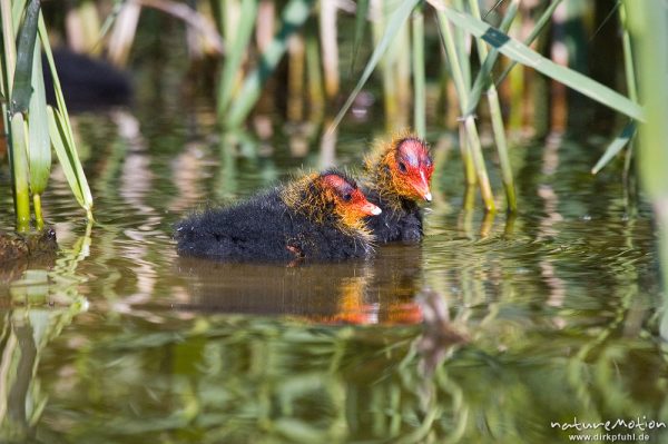 Bläßhuhn, Bläßralle, Fulica atra, Rallidae, Küken mit rot gefärbtem Kopf, Kiessee, Göttingen, Deutschland