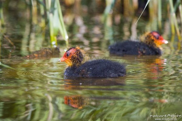 Bläßhuhn, Bläßralle, Fulica atra, Rallidae, Küken mit rot gefärbtem Kopf, Kiessee, Göttingen, Deutschland