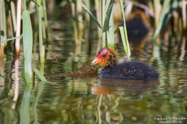 Bläßhuhn, Bläßralle, Fulica atra, Rallidae, Küken mit rot gefärbtem Kopf, Kiessee, Göttingen, Deutschland