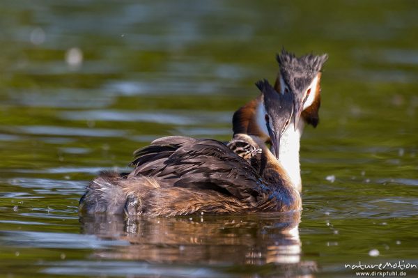 Haubentaucher, Podiceps cristatus, Podicipedidae, Altvögel mit Küken, Transport im Gefieder, füttern, Kiessee, Göttingen, Deutschland