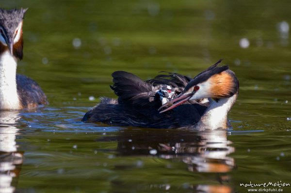 Haubentaucher, Podiceps cristatus, Podicipedidae, Altvögel mit Küken, Transport im Gefieder, füttern, Kiessee, Göttingen, Deutschland