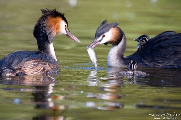 Haubentaucher, Podiceps cristatus, Podicipedidae, Altvögel mit Küken, Transport im Gefieder, füttern, Kiessee, Göttingen, Deutschland